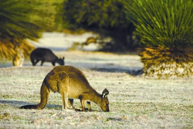 澳大利亚南澳大利亚州汉森湾度假屋袋鼠