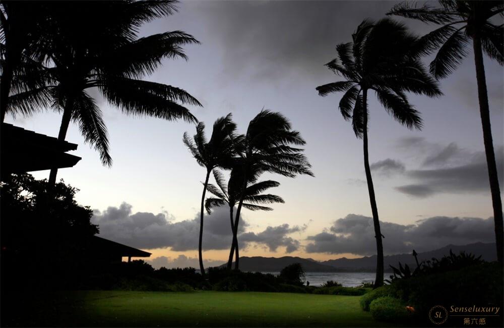 夏威夷欧胡岛冬季白宫庄园椰子树